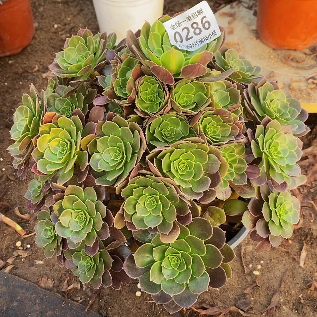 286荷兰玫瑰带中斑多肉