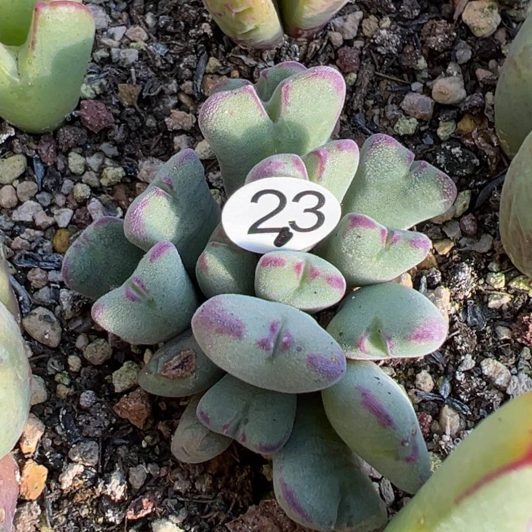 多肉植物1111111111111