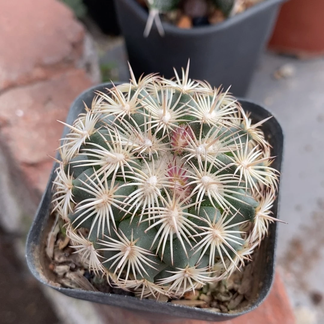 241顶花海胆植播园艺
