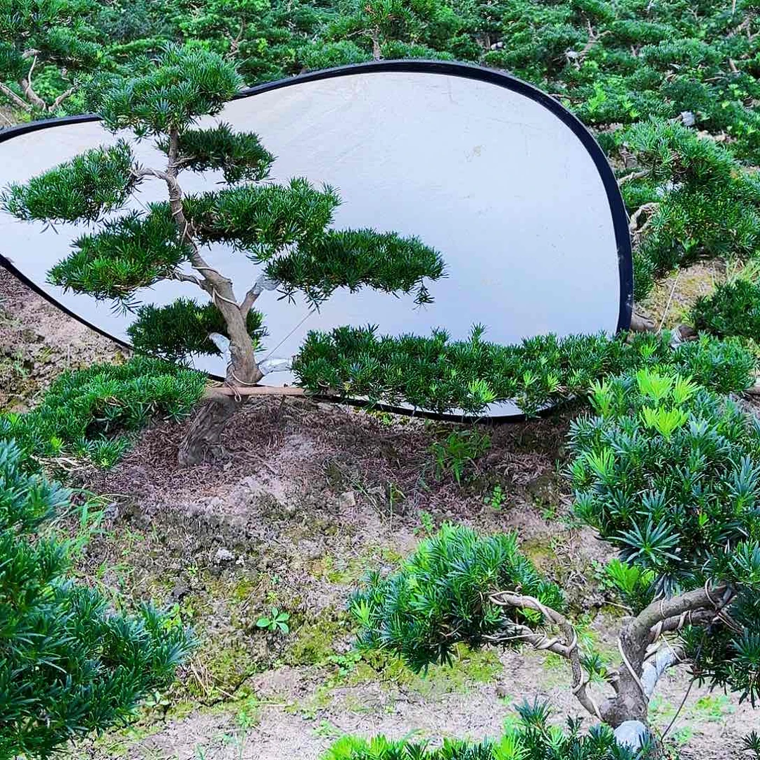 小黄金精品罗汉松