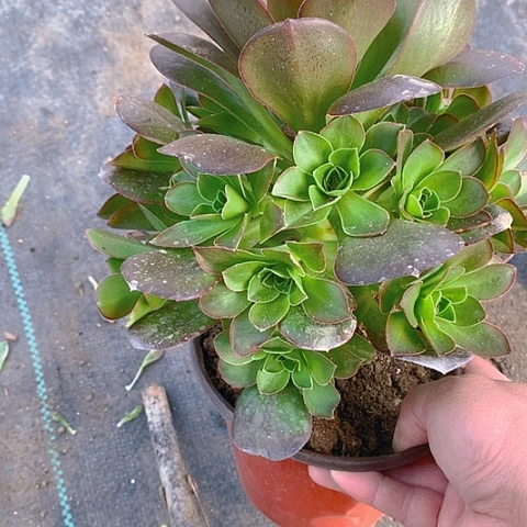 505魅金玫瑰多肉植物