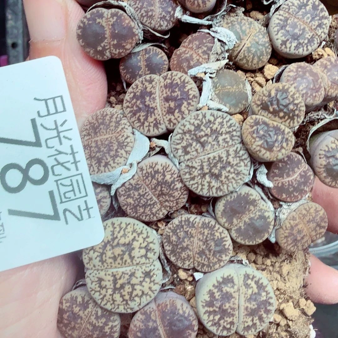 曼***雅我是第二十届联大常委787