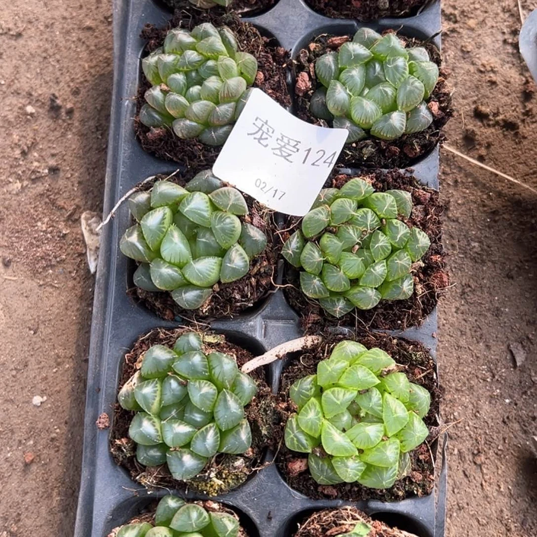 直播福利一物一拍124