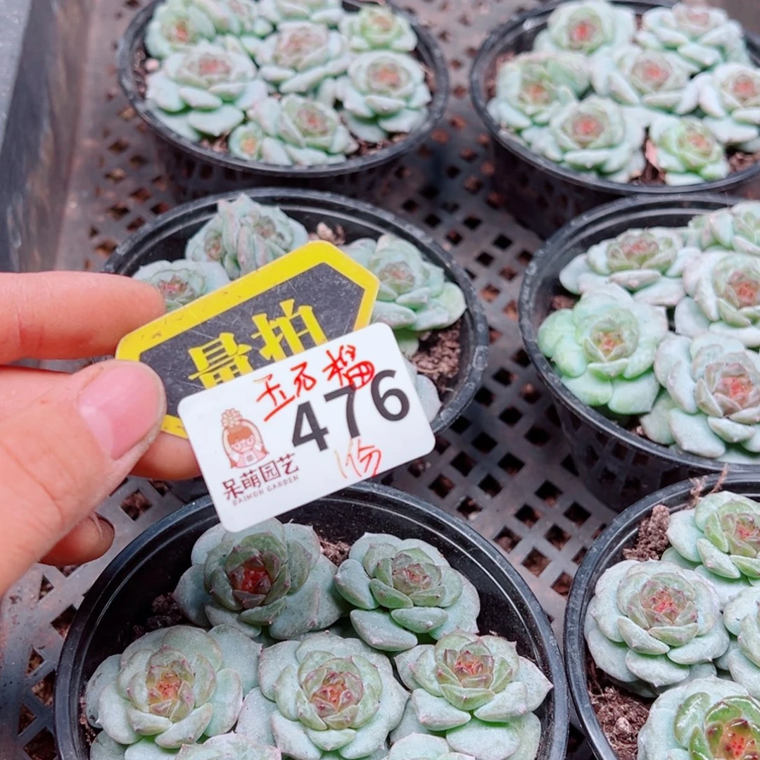 多肉植物多肉植物