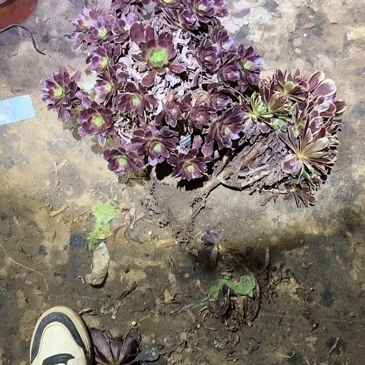 谢***朵不包侧枝一物一拍的19