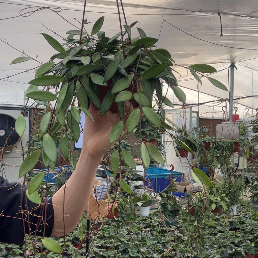 心***星无花朵戴维德球兰