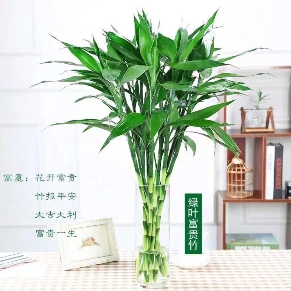 【新鲜发货】生根富贵竹水培植物客厅花卉绿植室内植物