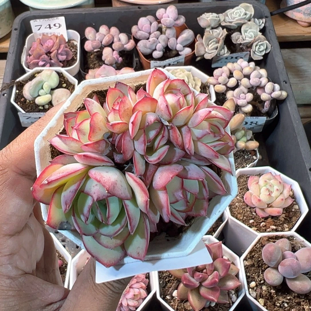 712号牡丹亭群一物一拍满18包邮