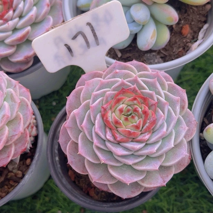 健健康康平平安安