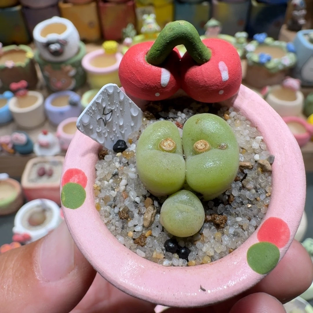 蘑菇1043空卡佛多肉植物