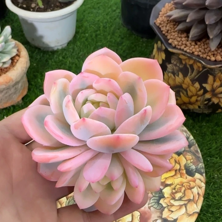 1614橙梦露锦多肉植物