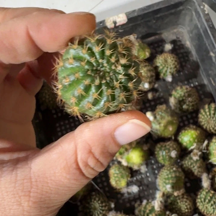415丽花93歪无根侧牙3公分左右，20包邮