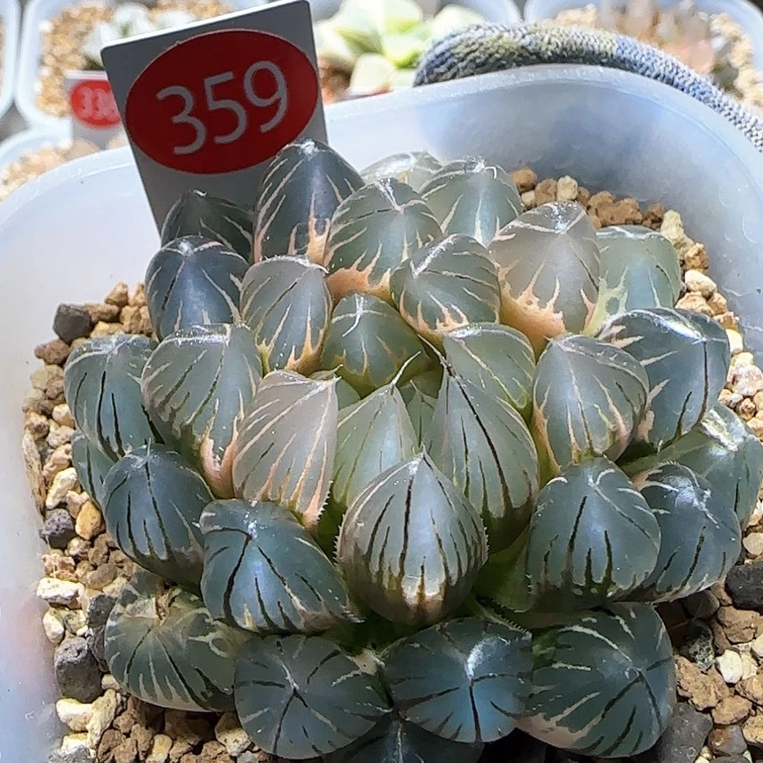 359号糊斑霓虹灯 非组老版 6.5 厘米左右一物一拍带盆发货