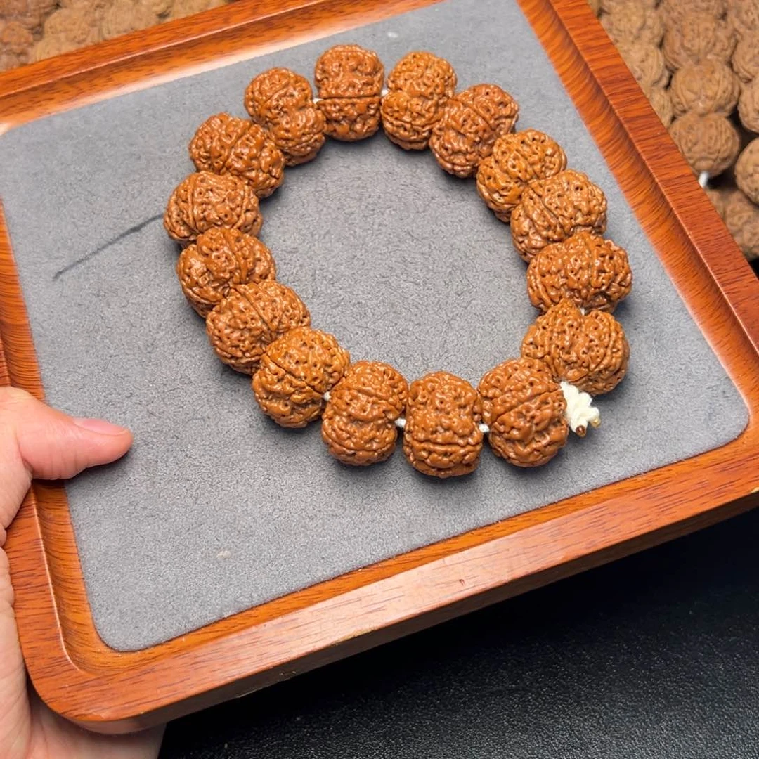 菩提17号尼泊尔大金刚24原生态矮壮梅花