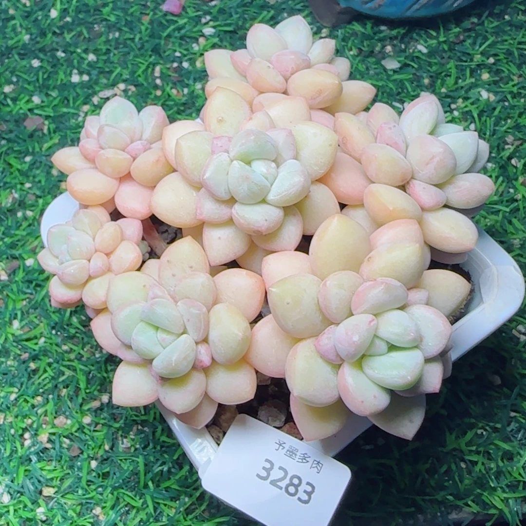 泡泡糖无砍，3283多肉植物