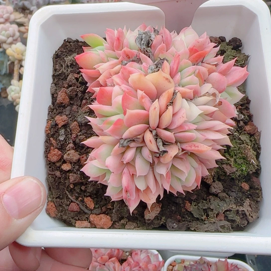 丫**多肉8063…………………………