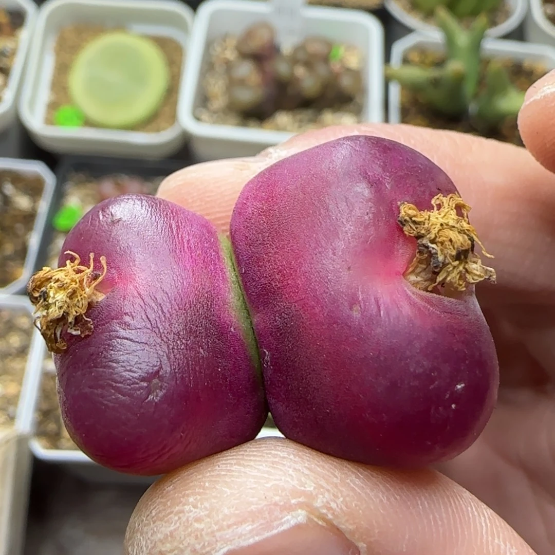 漂漂亮亮多肉植物245
