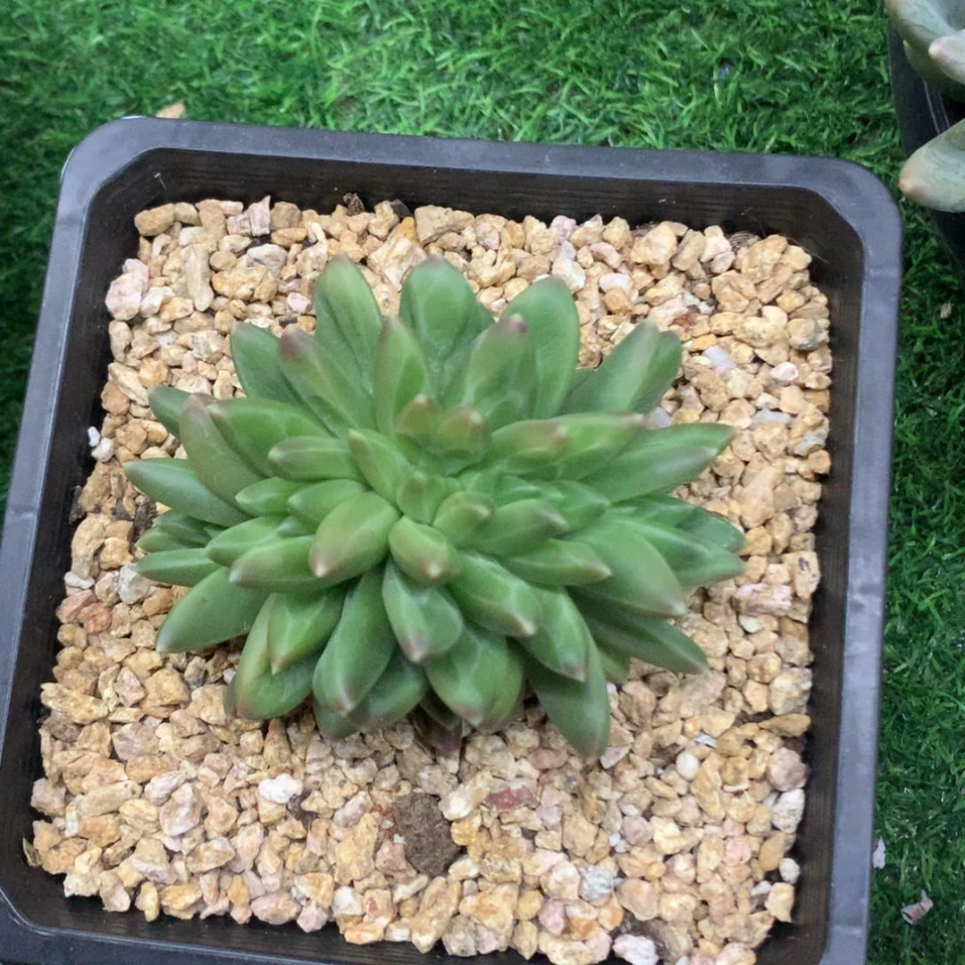 多肉植物 一物一拍