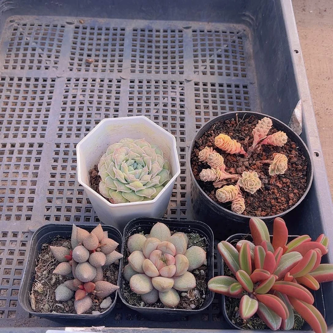 多肉710多肉植物