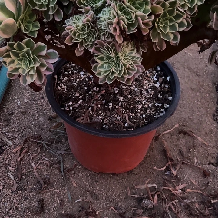 吃***皮多肉植物粉女巫缀化锦……
