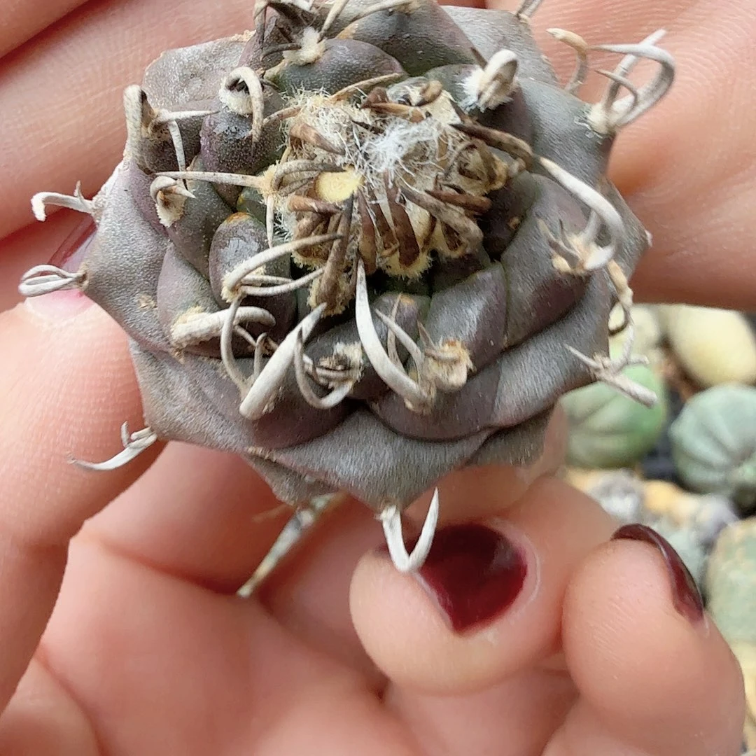 手***9实生升云龙娇丽393