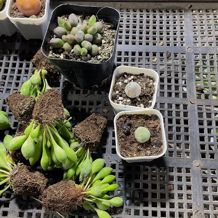 橙***我15号筐带盆土发货