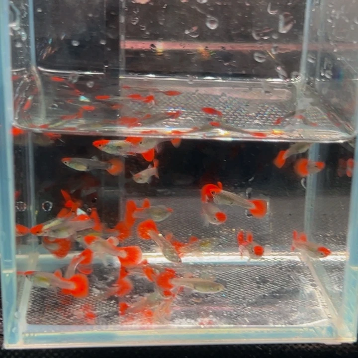 孔雀鱼顺丰包邮红头像耳苗20