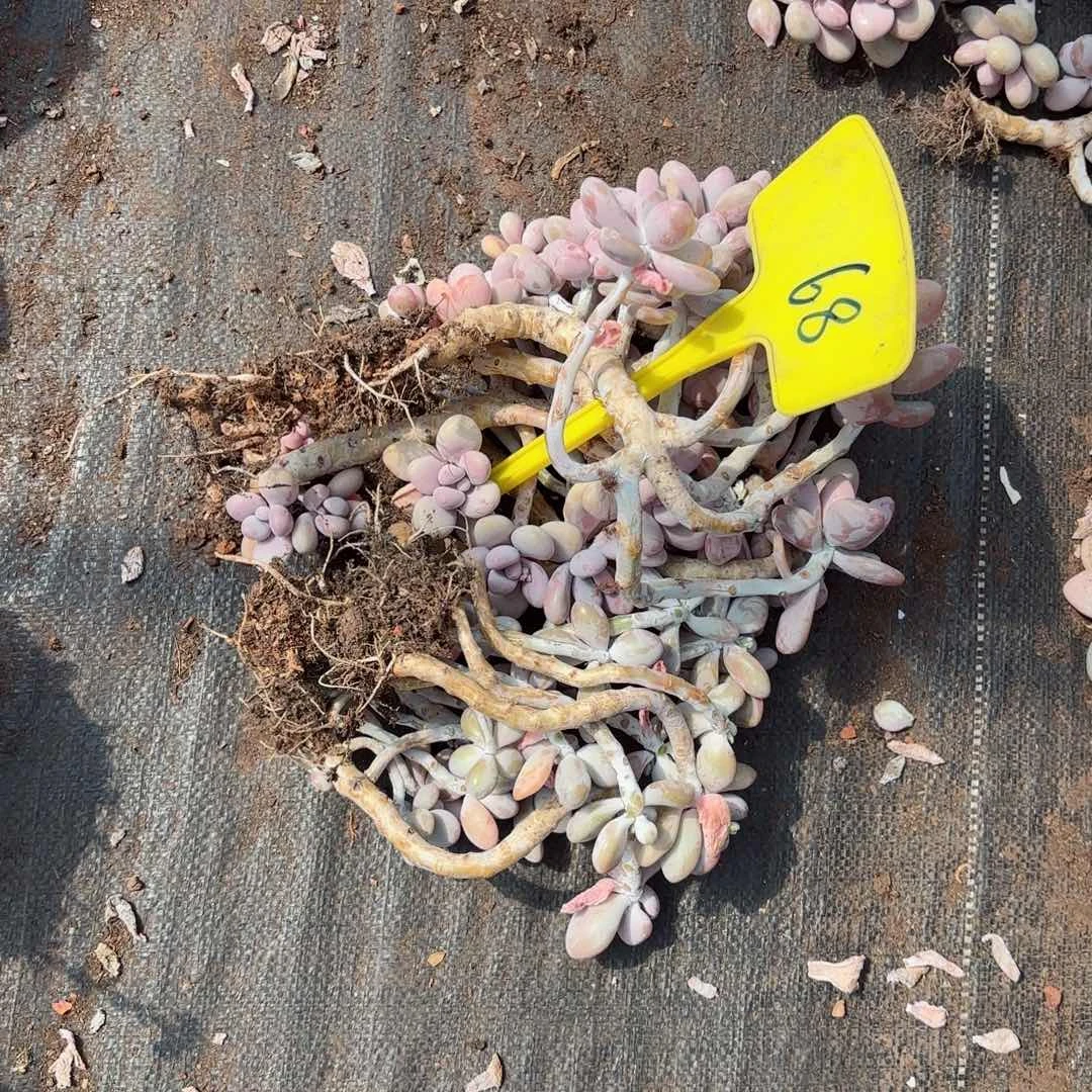 碰***妮桃蛋散装不售后68。