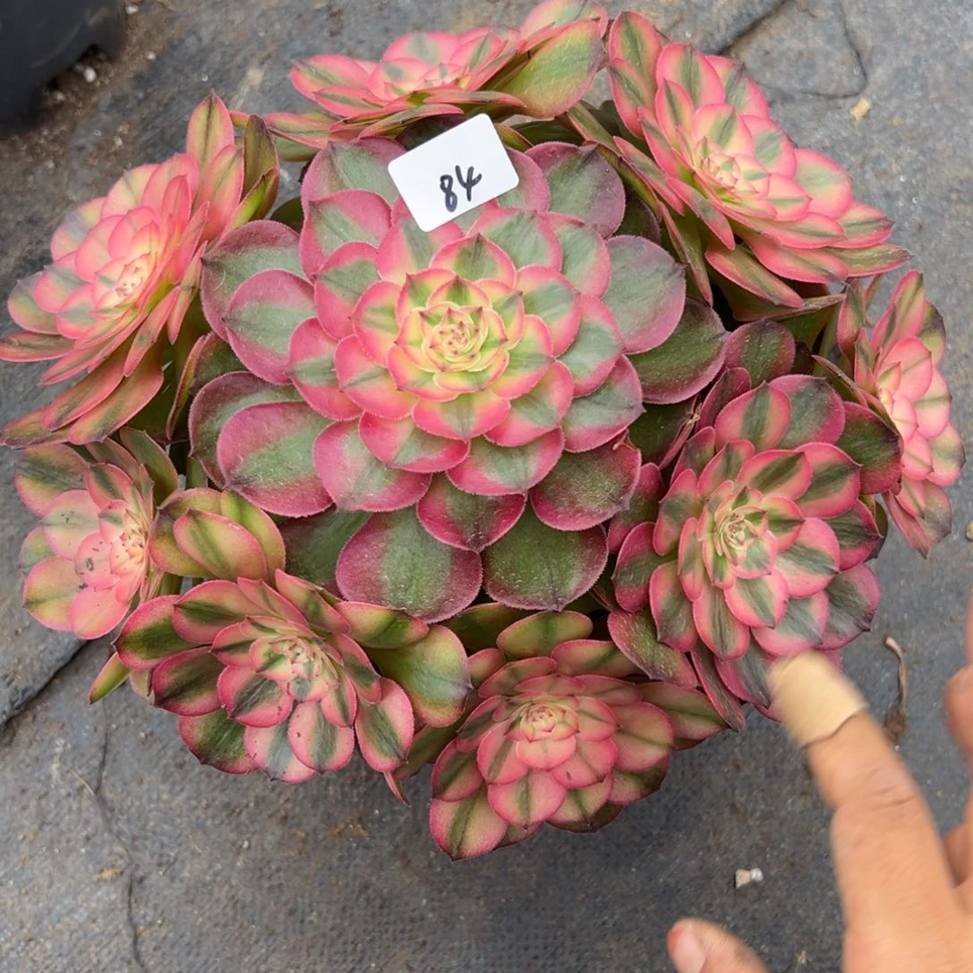 84厚叶荔枝多肉系