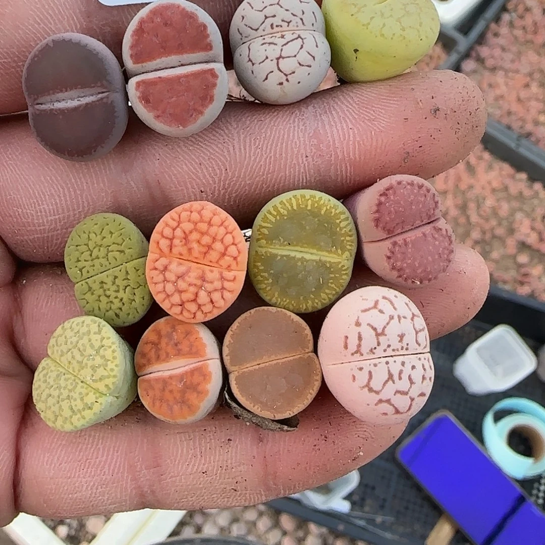 风***_8850。默认脱土。18包邮。偏远88包邮