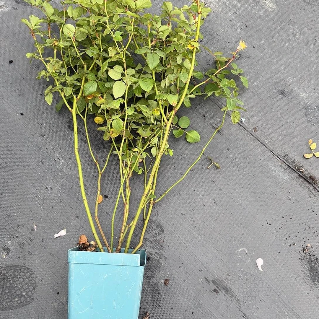 索菲罗莎1.5加仑扦插