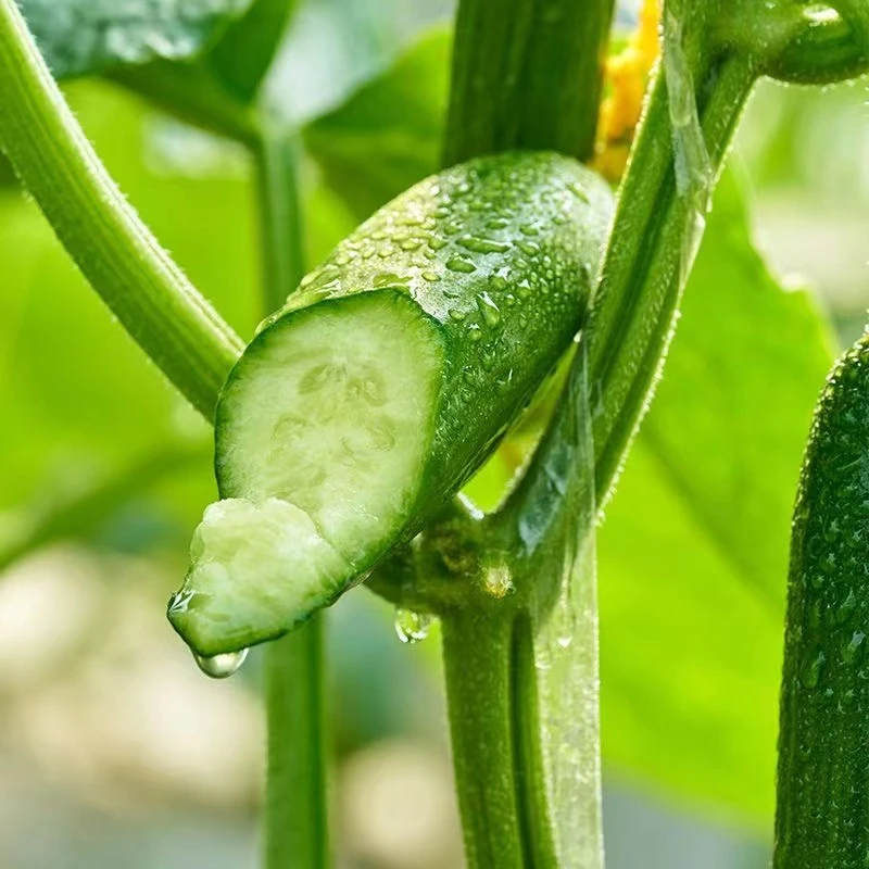 M（新鲜采摘）山东水果黄瓜带箱2.5斤新鲜采摘生吃黄瓜脆甜多汁