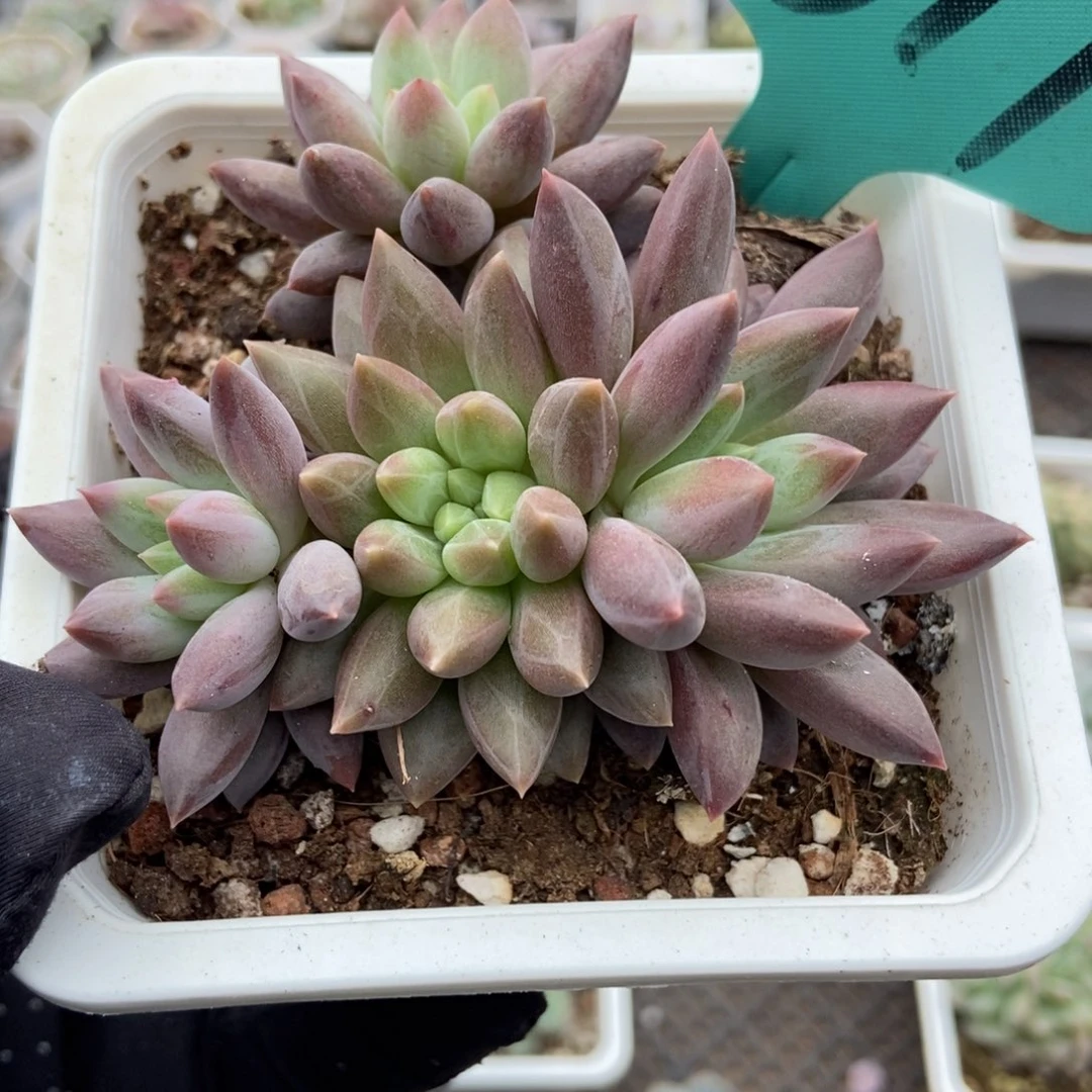1517车厘子多肉植物