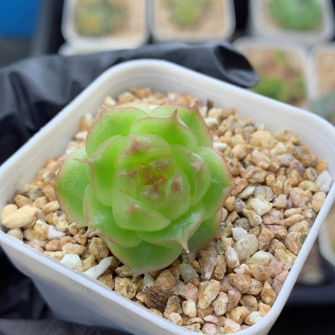 58包邮  群生不包整麦秆102