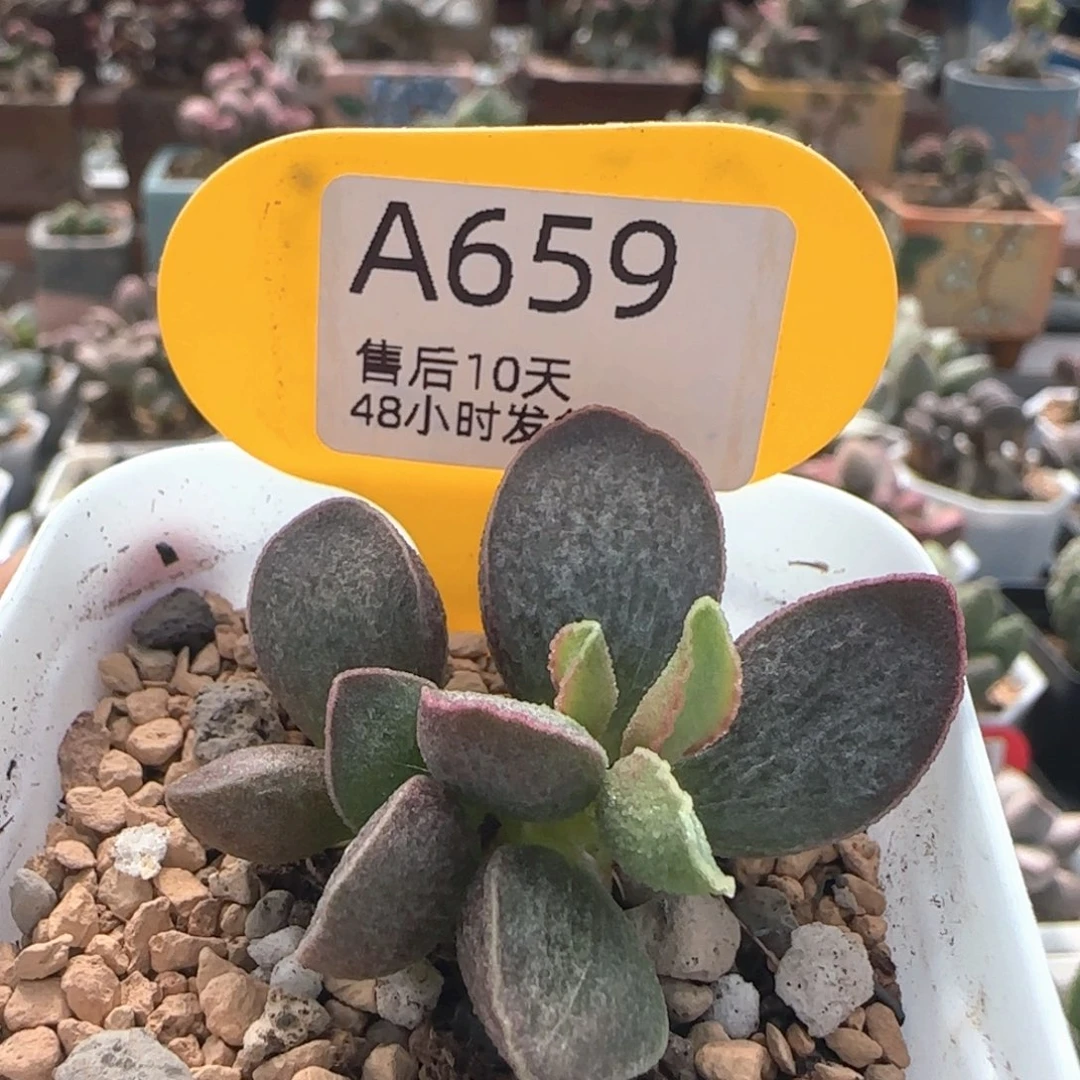 令羽。     659。