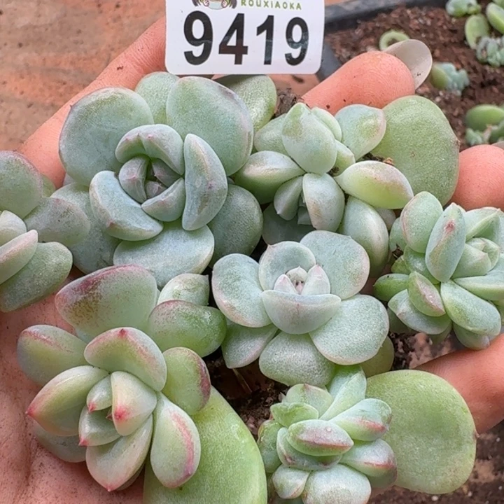 多肉植物多肉植物