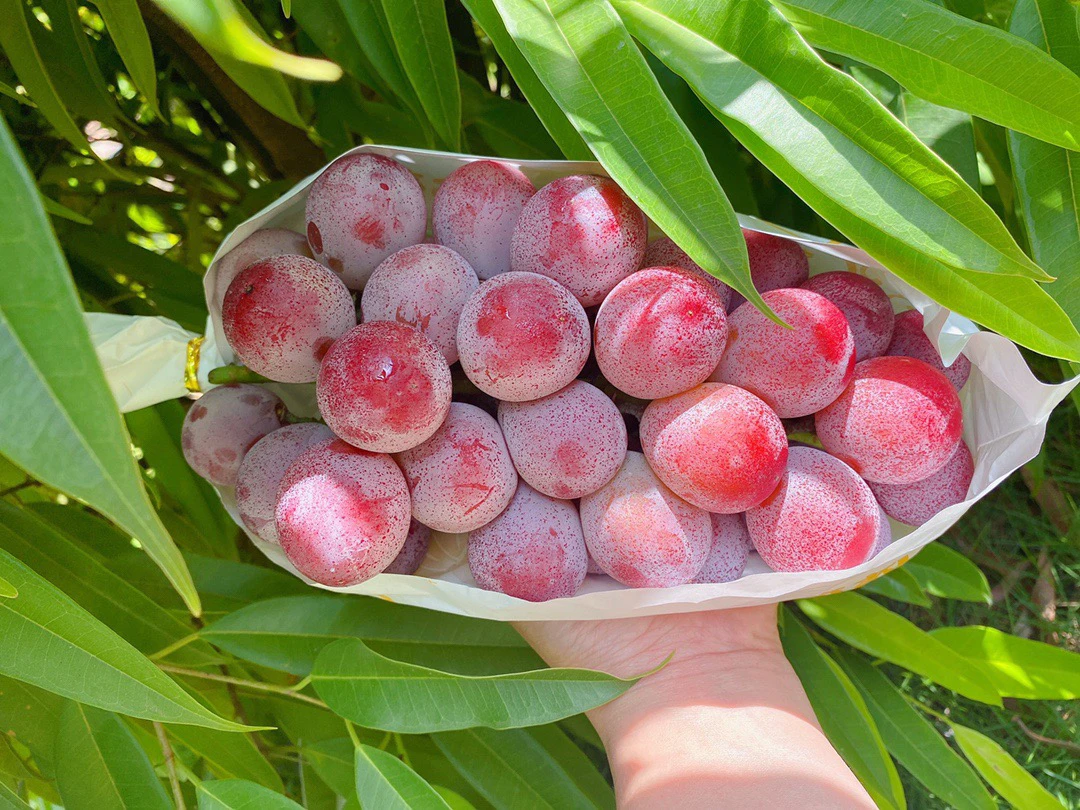 特级妮娜皇后红无籽红酒香味