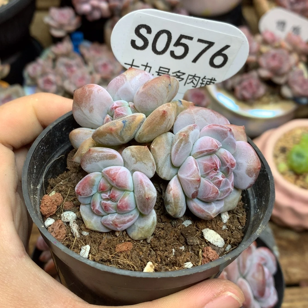 S0576 突尼斯 背景同款 新粉 福利