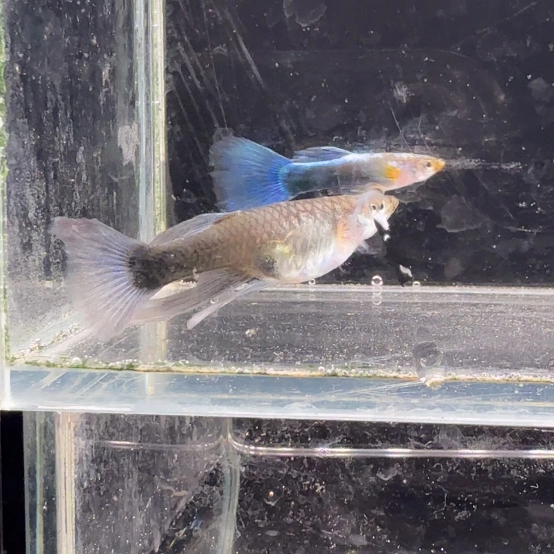 孔雀鱼蓝礼服缎带1对