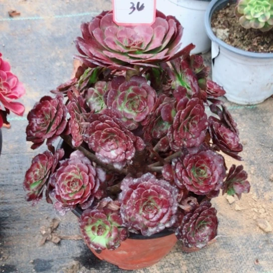 涵****无花朵34号黑美肌法师多肉植物