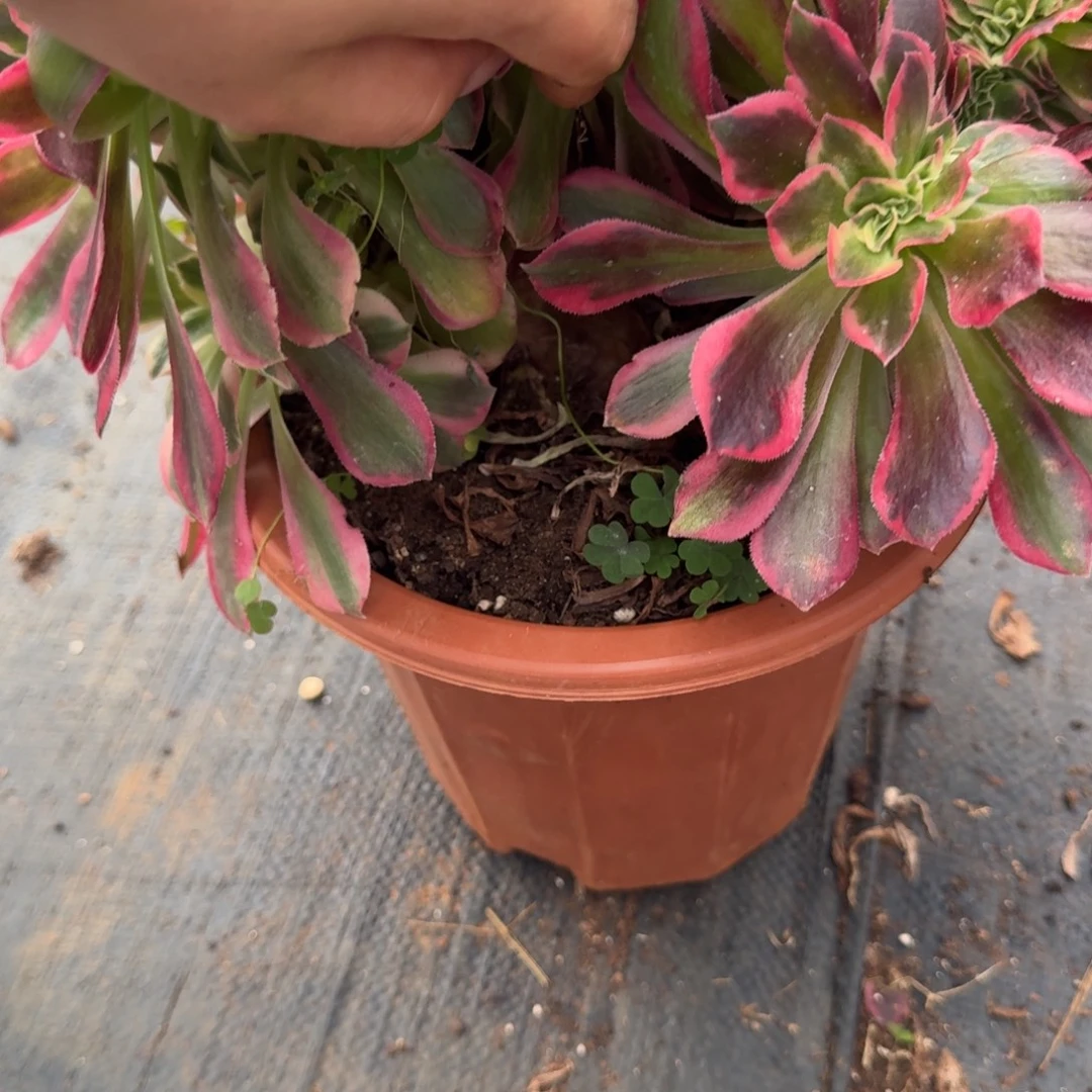 43粉女郎缀化多肉植物满28包邮