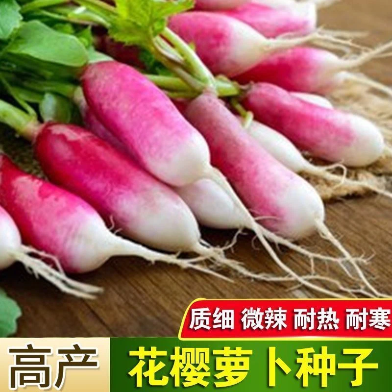 【全场满5包包邮】花樱萝卜种子甜脆水果罗卜种籽红皮水萝卜秋季种
