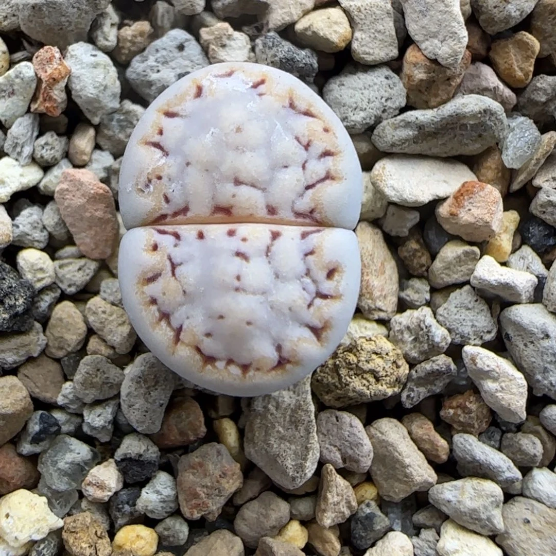 281 生石花大棚直播