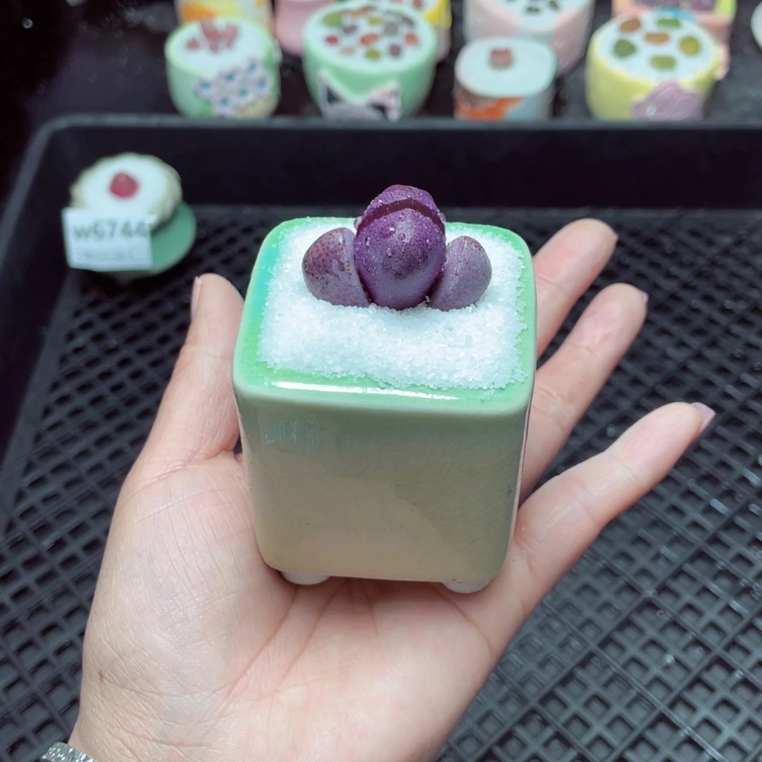 w6745 -零下地区拍保温箱-15支持寄养