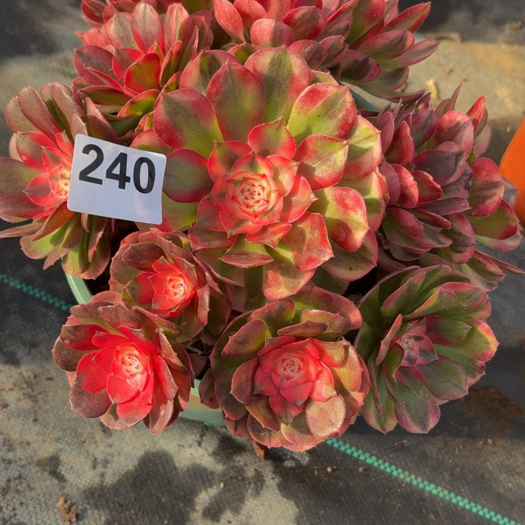 240荔枝多肉一组694994