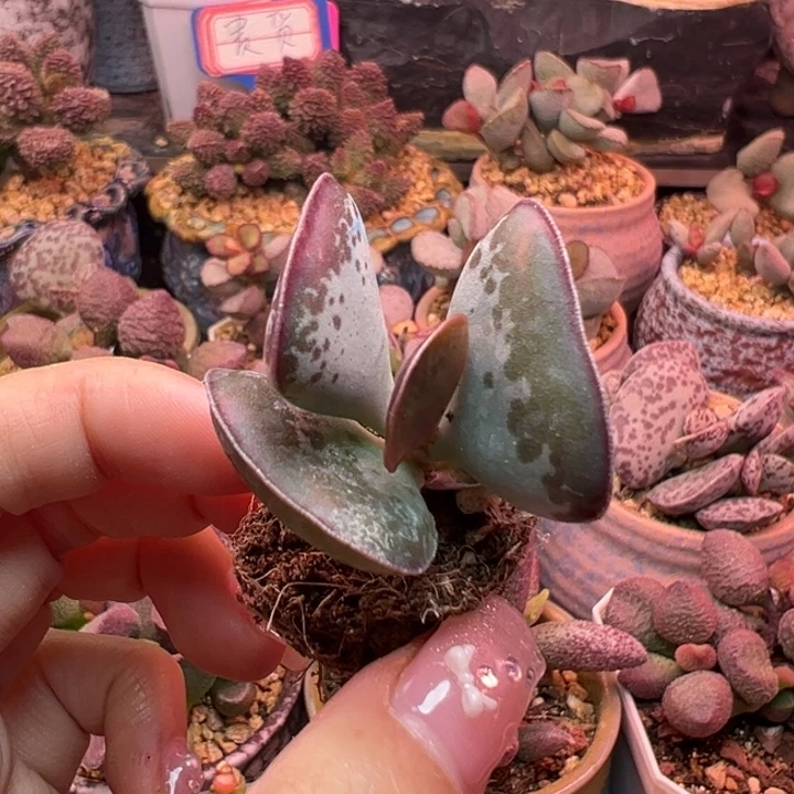 爱心水泡。
