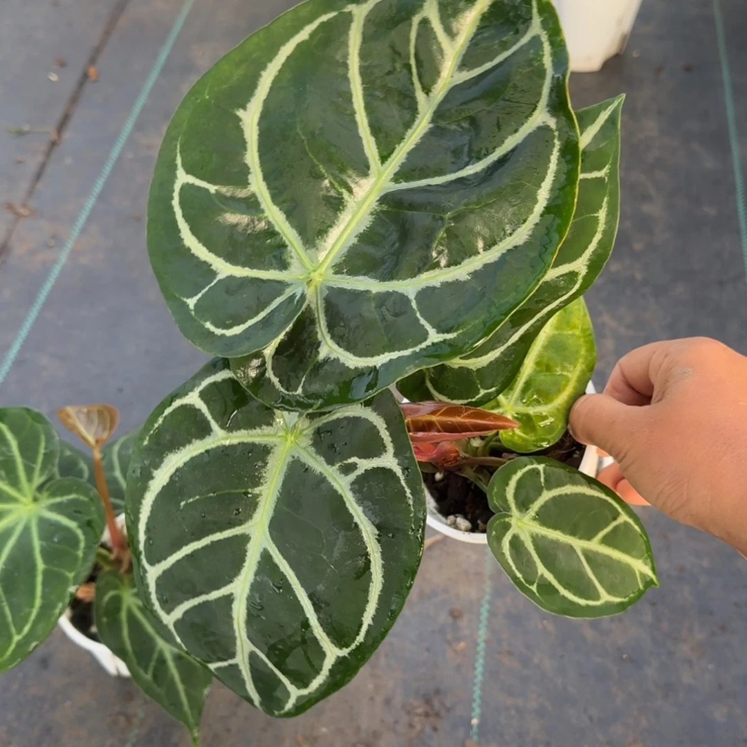 完全开放国风专拍5709