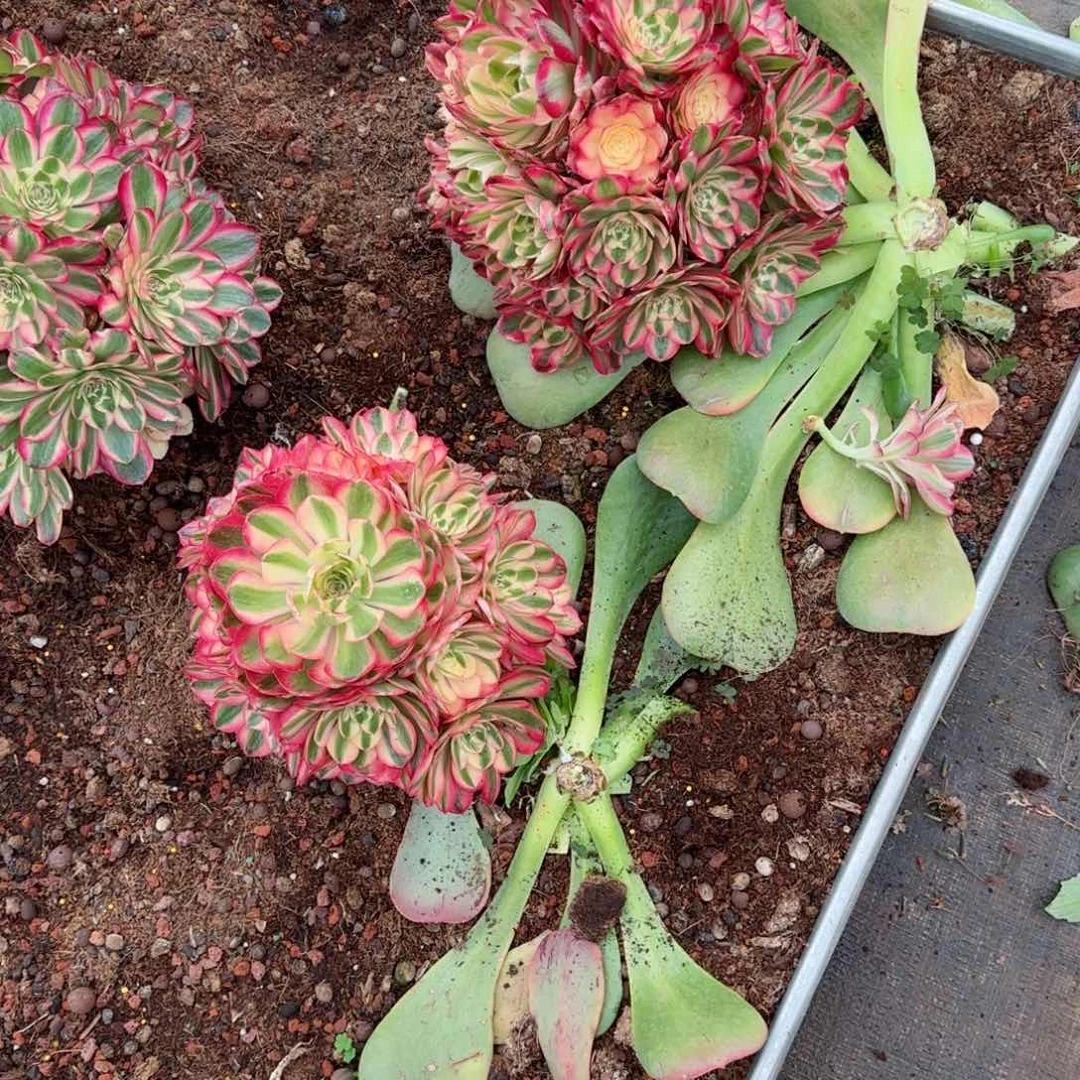 ?荔枝两棵直接发货