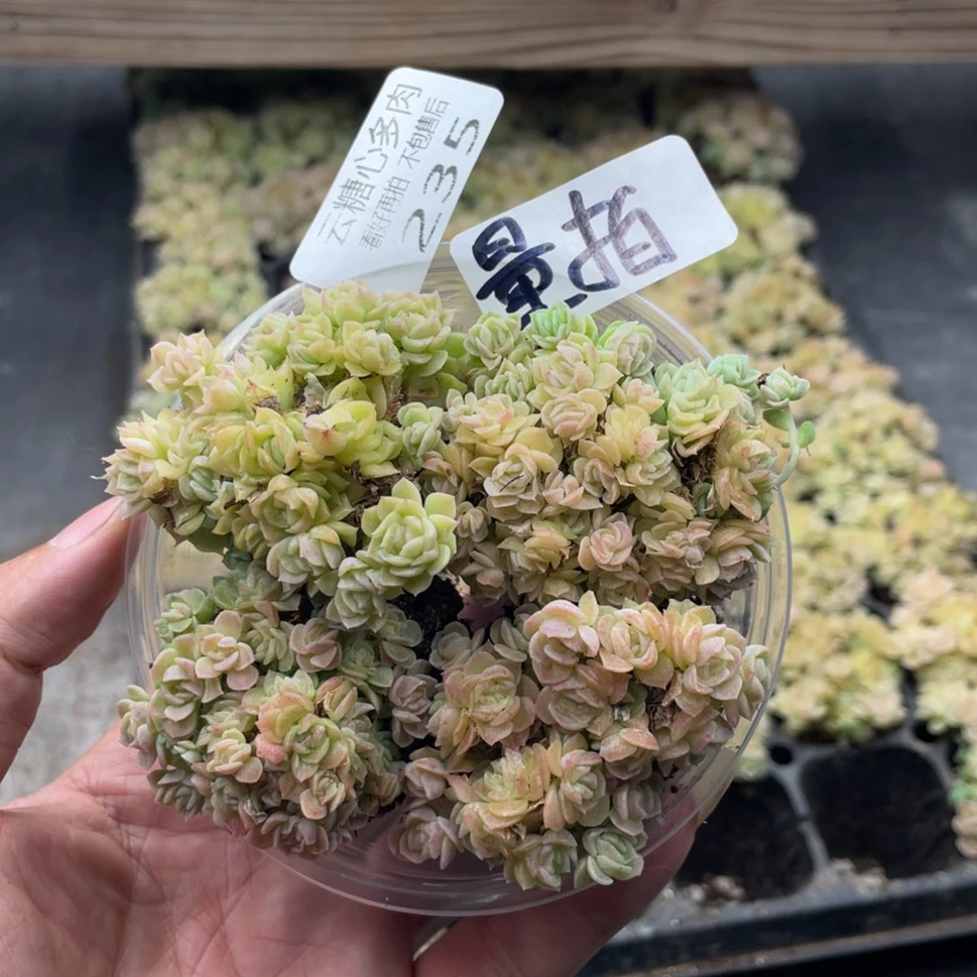 云糖心多肉植物235