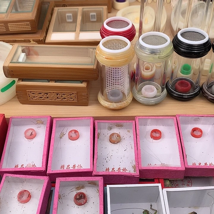 大黄蛉一条包邮包邮